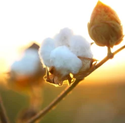 Air Wick Freshmatic Automatische Spray Luchtverfrisser - Pure Zachtheid Van Katoen Navulling - 3 Stuks - Voordeelverpakking -Schoonmaakartikelen Winkel 1200x1183 2